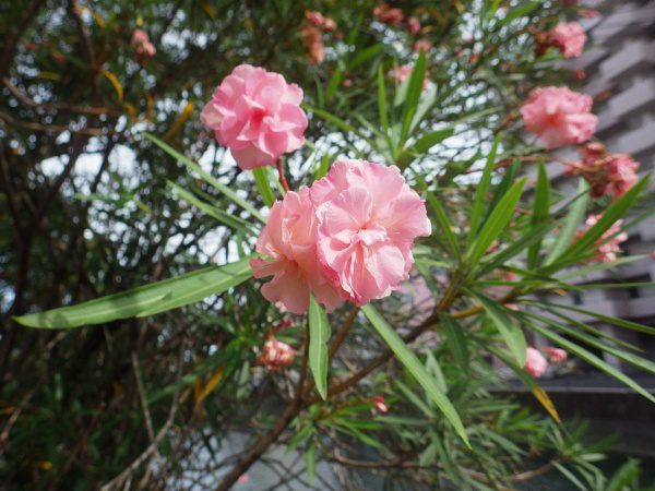 綺麗な花には毒がある