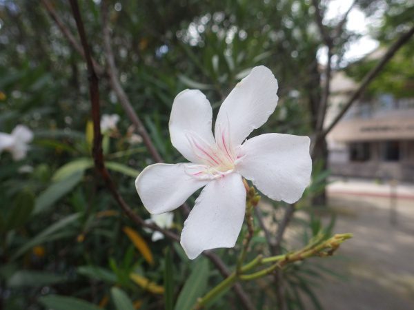 綺麗な花には毒がある